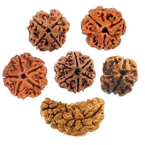 Rudraksha