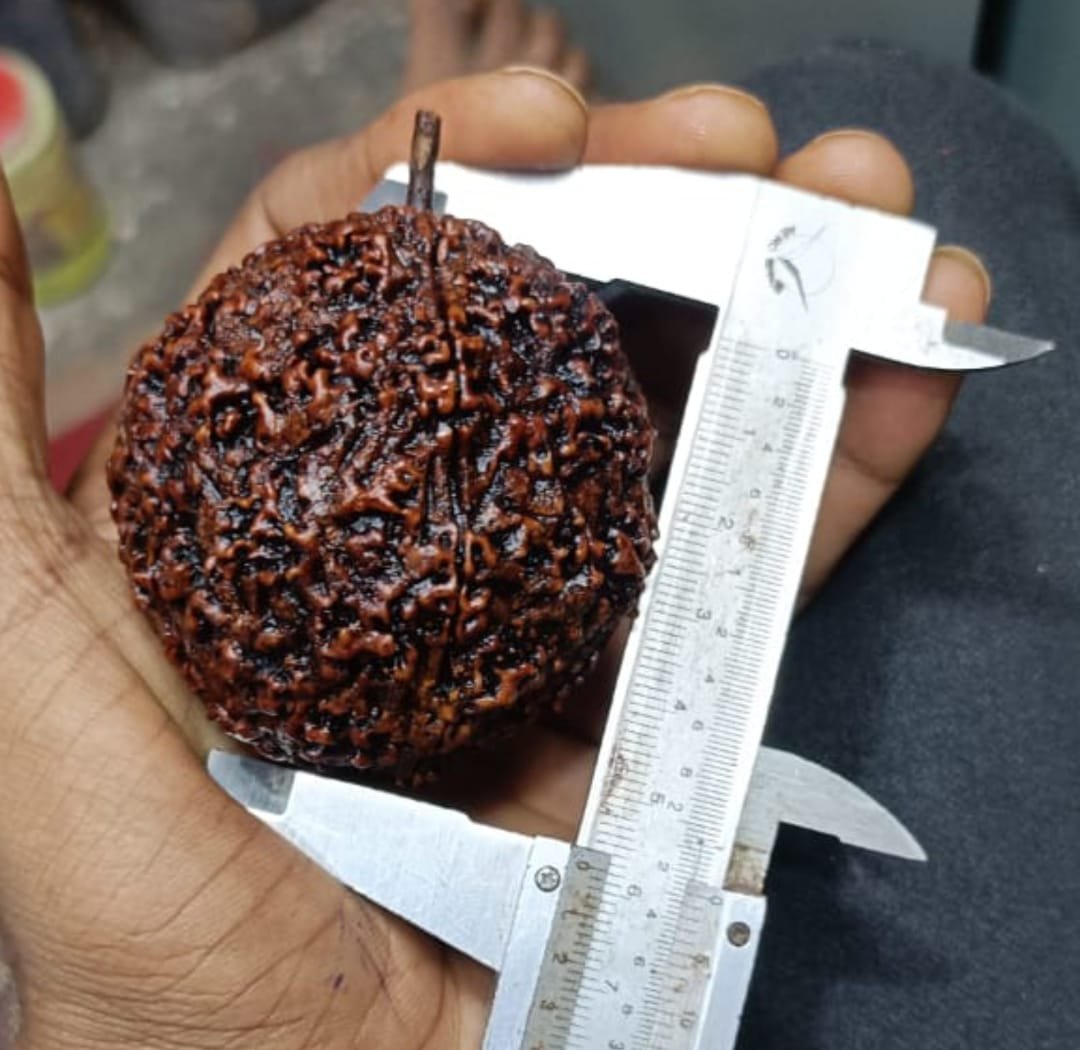Worlds biggest Rudraksha