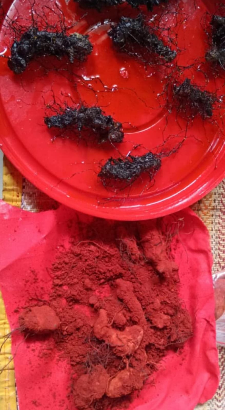 Hatha jodi (anicent herbal root)